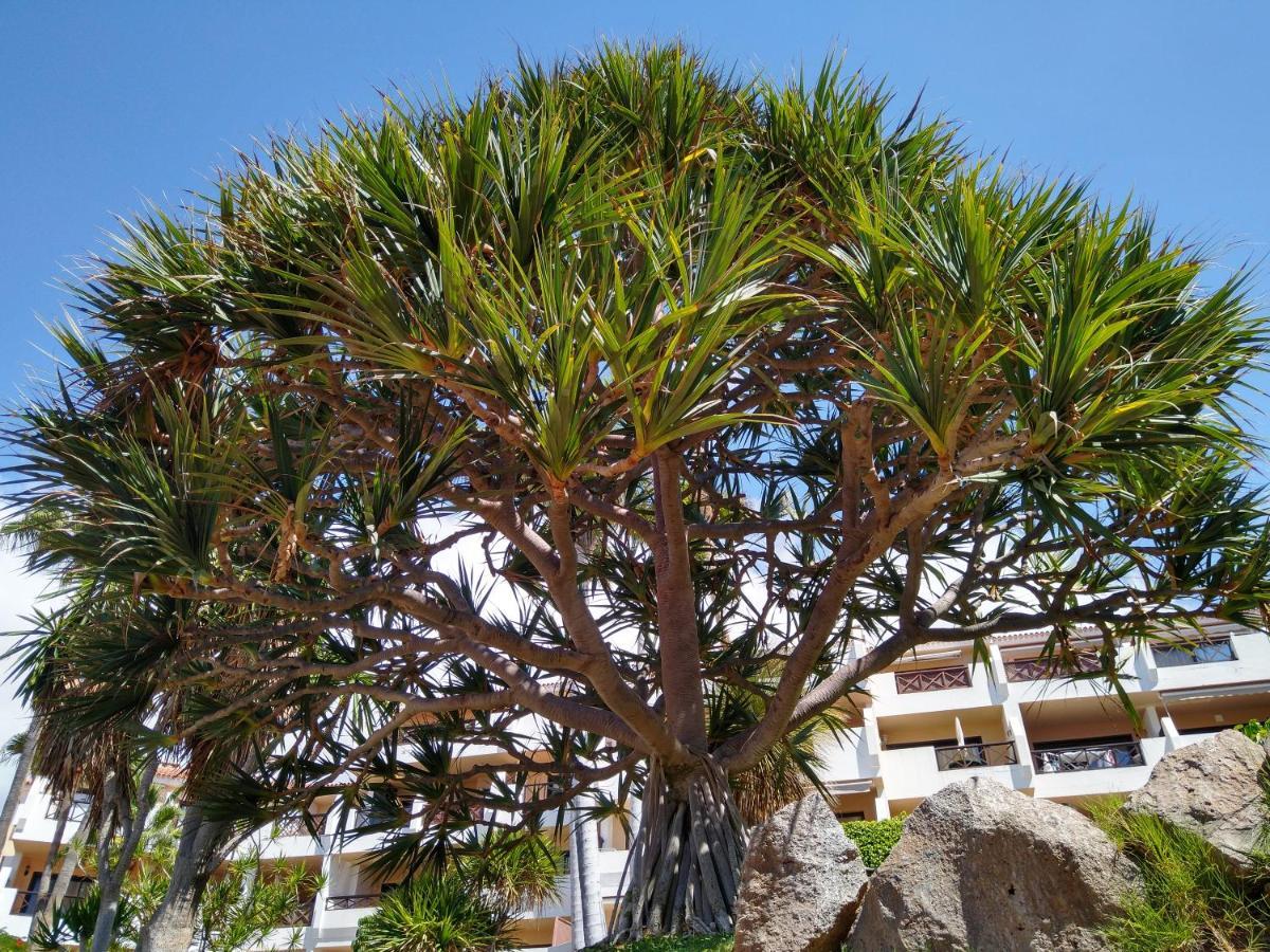 Forest Flat - Big Heated Pool, Terrace, Tv Channels, Golf Courses San Miguel de Abona Esterno foto